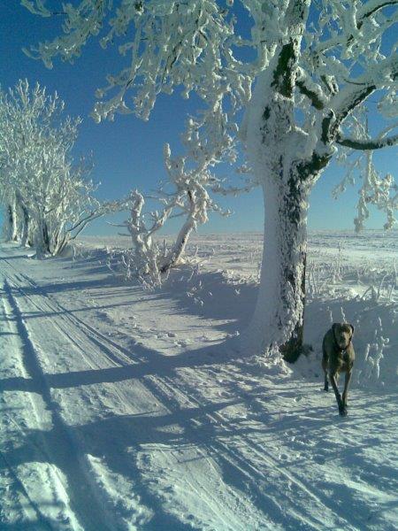 Děčínský Sněžník – běžky, skialpy v okolí Sněžníku. Sněhové závěje na Sněžníku