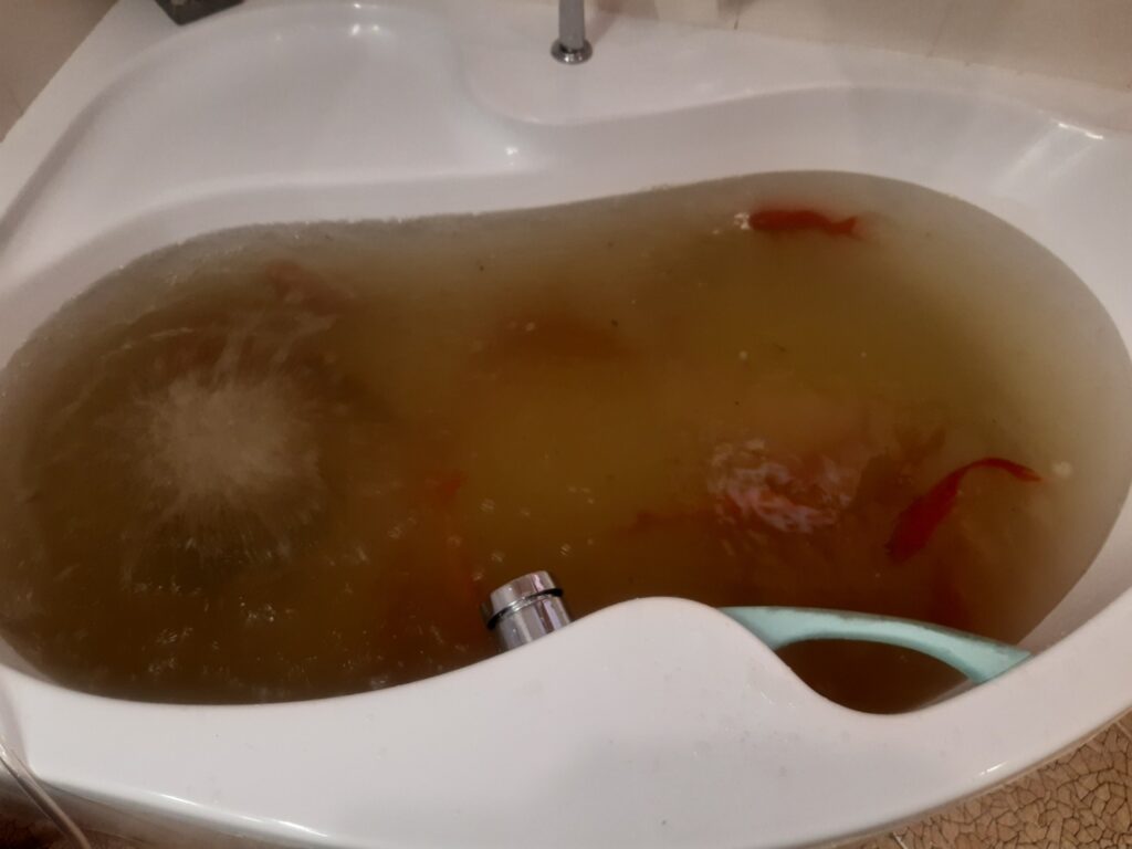 Ryby ve vaně v průběhu čištění biojezírka 