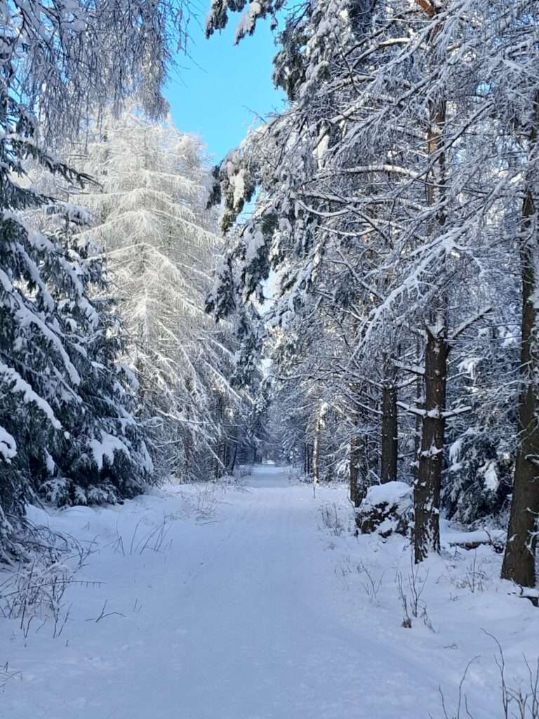 Zasněžená lesní cesta Sněžník. Běžecké upravené trasy Sněžník Tisá. 