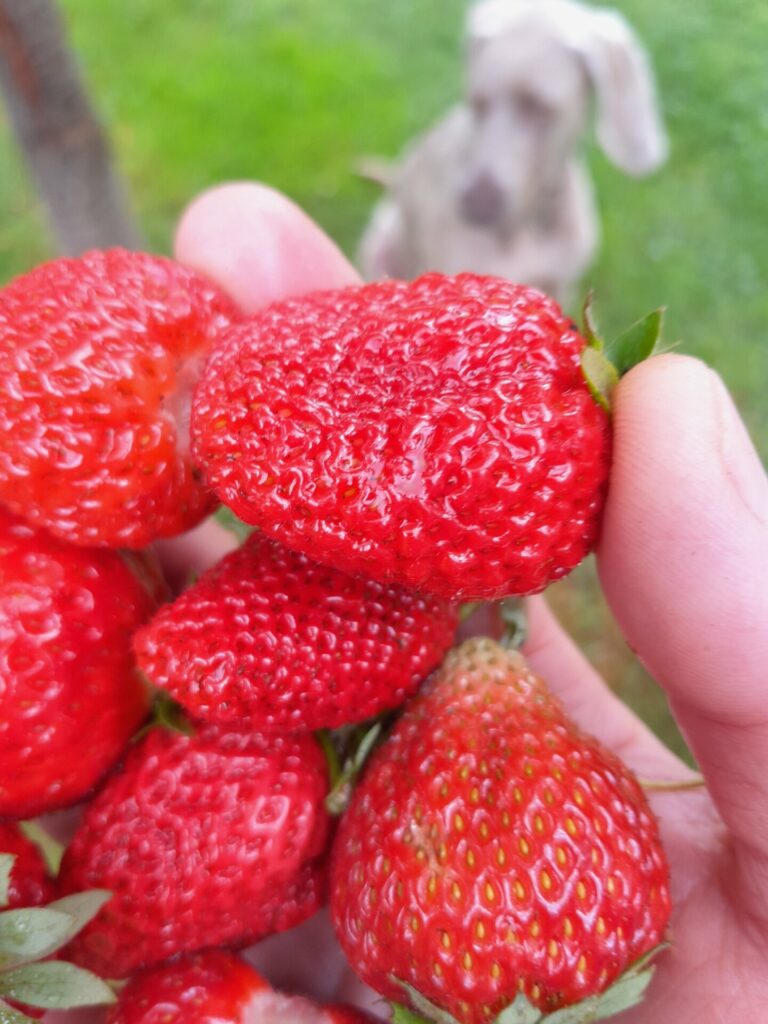 Kiwi miluje červené jahody. Kam na jahody? Sladké červené bio jahody na Děčínském Sněžníku