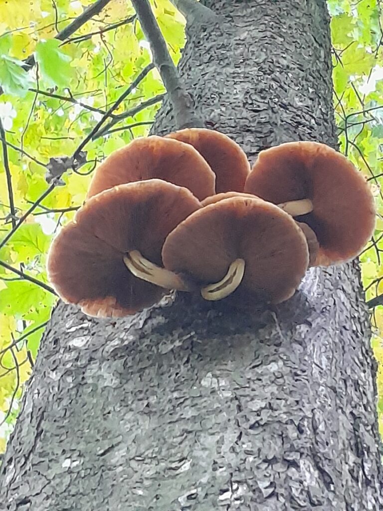 podzimní houby